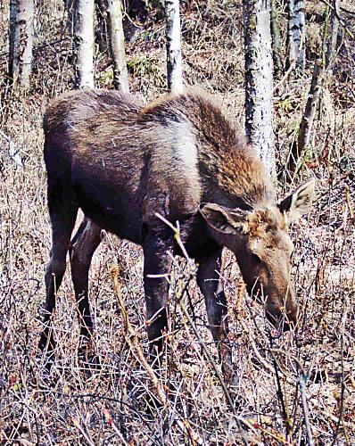 Really Really Close To Her - Another of the yearling moose calf! She's so adorable! And so unafraid!
