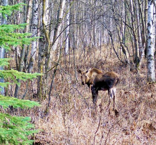 She Got Annoyed By My Presence ...Finally! - After about 20 minutes of my jabbering like an idiot so she wouldn't be scared of me...she finally got annoyed and began to show signs of charging. Baby moose or not, she still weighs in the vicinity of 500-700lbs (About the size of a decent sized milk cow). They move extremely quickly despite their bulk so I let her walk me backwards about 100 yards. I didn't want her to think that I was threat of any kind as I plan to take many pictures of her. If she gets overly disturbed she WILL leave the park she is staying in and move to another location. This is very dangerous for young moose in Anchorage simply for the fact that they have to cross very busy roads to get where they are going. She will be safer if she stays in that woods for a couple more months til she gets over her gangly stage and moves into 'cowhood'.