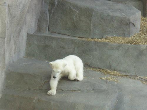 baby polar bear - baby polar bear 5 months old