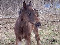 Baby son of Goldie - This guy is Goldie's only son