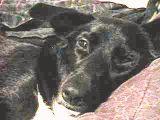 My dog Jack. - He's getting old and I'll cry when he dies; but he's a good boy!