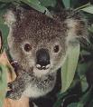Koala Bear - Picture of Koala Bear