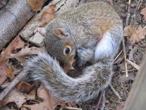 baby squirrel - We found this baby all snuggled up in the yard one day and then have a buffet the next week!
