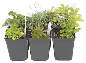 Herbs - Herbs add taste to cooking and growing fresh herbs can get children involved in the fruits and vegetables they eat each day.