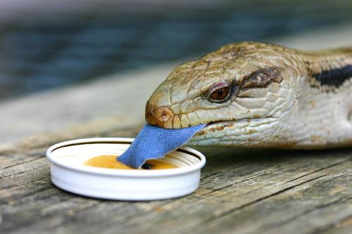blue tongue lizard - The blue tongue lizard is one of our most commonly rescued wildlife.