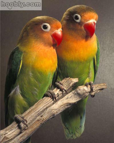 love birds - Example of love.