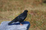 Blackbird - Blackbird, sitting on a rock