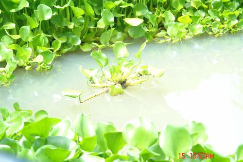 water plants - plants thriving in the water