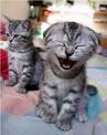 kitty laughing. their cute. - these kitties show the happiness life can offer.