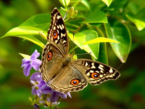 A Beautiful Butterfly - I found this one in my garden and had to spend an hour to get a few good shots of it.