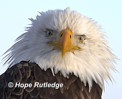 Bald Eagle - Bald Eagle