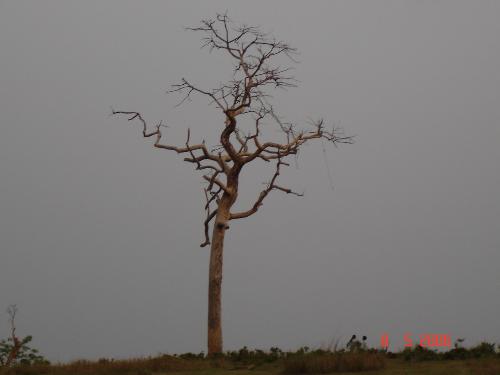 Tree - At the time of winter......... a tree without leafs....