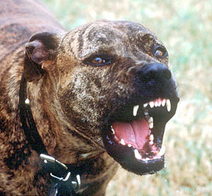 Fierce! - That cute little puppy, becomes this fieroucous beast! Wow look at the look in his eyes !! It gives me the creeps.