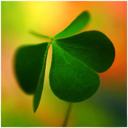 clover - clover for lucks..just believe and be optimistic always coz if you have the power and guts to do everything you want..it isn't far from the reality!
