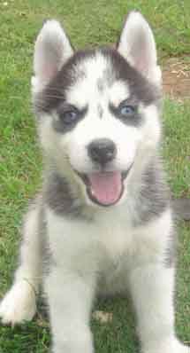 Husky pup2 - Another huskey pup, smiling at you :) They are sooo cute!  Cheers :)