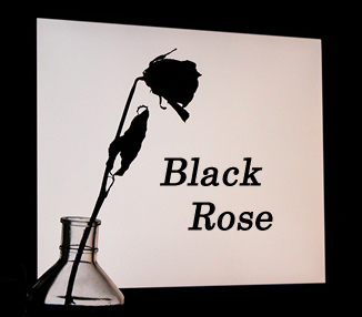 Black rose - Black rose the one and only the black rose.