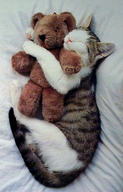 A cat with her bear - Its a picture of a cute Cat,Sleeping with her bear.