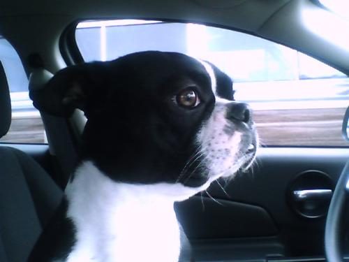 Boston Terrier - Buddy in the drivers seat.