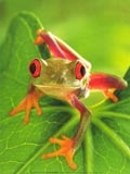 frog green with great eyes - frog green with great eyes frog green with great eyes