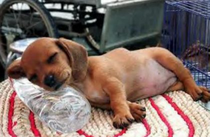 A sleeping Dog - Its a picture of a Dog,Sleeping in very well style