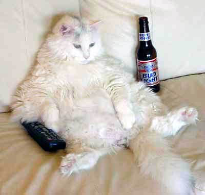 its a sleepy lazy cat - have you ever seen an undisciplined cat, this is one