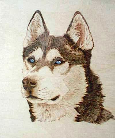 Huskey Picture - The Huskey - one of the most beautiful dogs. Pure marvle is to watch it. Cheers :)