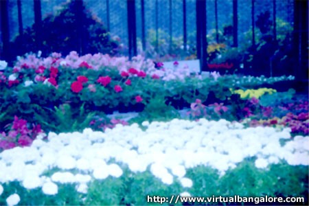 these are flowers at the annual show in Bangalore - I colud not find other pictures when i do i will share them as of now i have only these two!