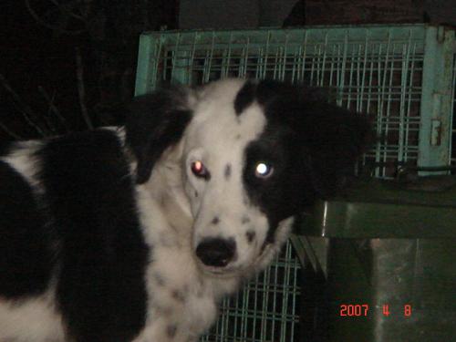 billy - love..love..love this dog!!!