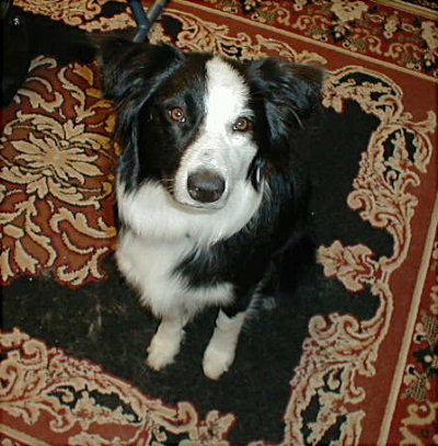 My best friend - This is my 1 1/2 year old Australian Shepherd. She's intelligent, loyal, playful, and a great watch dog. She loves to get in the car and go for walks at the park. She's very energetic and loves to run and chase squirels. Every time I take her to the park she jumps in the pond to get a drink and cools off.  This is the best dog I've ever owned.