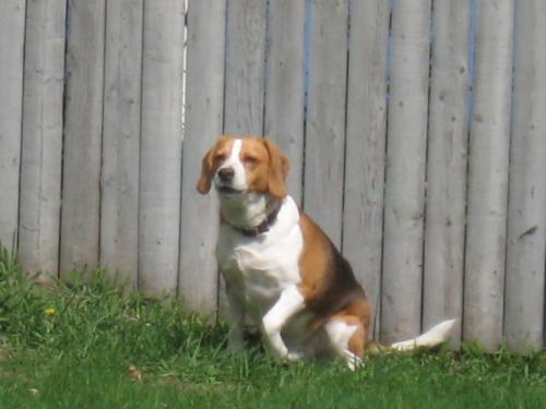 Chunky! - My Buster is chunky for a Beagle