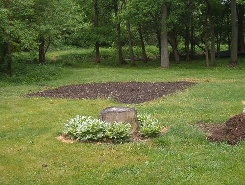 Old garden  - This is a pic of where my vege garden used to be but due to poor drainage, I moved it to another spot. This has now become my wildflower garden. Those are my hostas around what used to be a beautiful and very healthy white ash that got struck by lightning last summer.