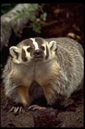 Badger - Badgers eat gophers.