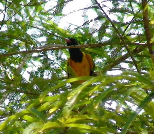 Yellow Bird with a Balck Neck! - Isn&#039;t he beautiful?