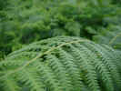 Ferns in the New Forest, England - Seeing this picture reminds me of when I was a child and I used to go on holiday with my grandparents, down to the New Forest! They were the best holidays.. :0)