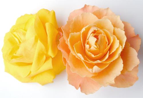 Roses - English Rose