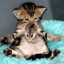 cat - cat photos