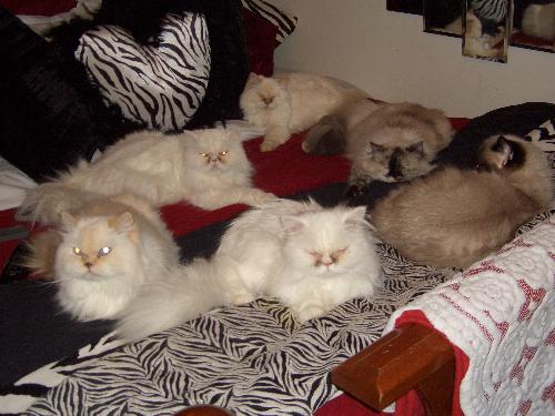 My cats - a bed full of cats