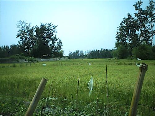 nature - here's a picture of our farm in zambales... very nice!