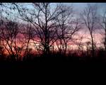 painted forest - the different shades of nature