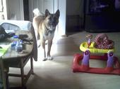 Hennessey - Hennessey is a 1 year old Akita. He is absolutely the sweetest.
