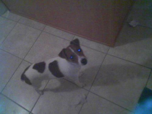 My baby Jack. (yes, I know it&#039;s a lame name. he h - My 7 month old Jack Russel Terrier. 
