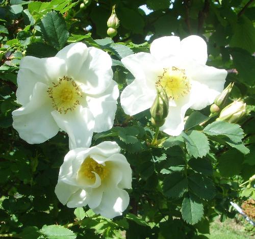 Wild Rose. - This is the cultivated Scots Rose, very hardy and very many thorns, would make an ideal hedge around private property.  No complicated pruning required, after the long flowering period, in about September, I clip of all the excess growth, or, growth that I don't require keeping it to a controllable size, with shears.