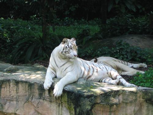 White Tiger - White Tiger ~ Cool, isn't it!
