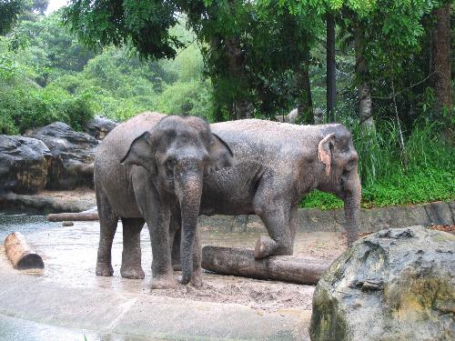Elephant - Elephant performance at the Zoo.