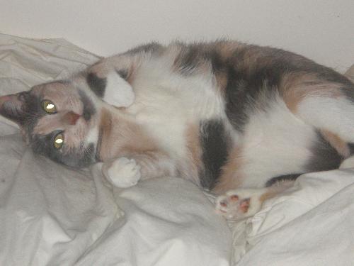 Pumpkin - Here is my oldest cat Pumpkin