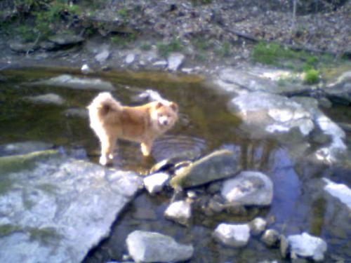 My Dog - She loves to go swimming in the river.