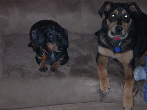 Brownie ( doxie) , Roscoe  - Here are my two doggies