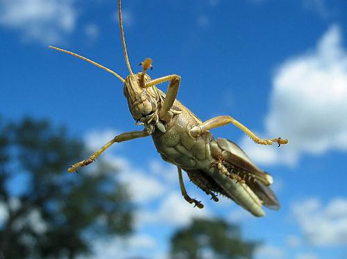 fly -  cool !