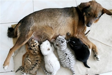 it's a dog's life for three newborn tiger triplets - a dog feeds tiger triplets and her own puppy, right, at the paomaling zoo in jinan, captial of east china's shandong province, wednesday, may 16,2007