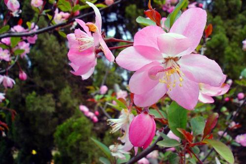 flowers are coming out in spring - i like spring.